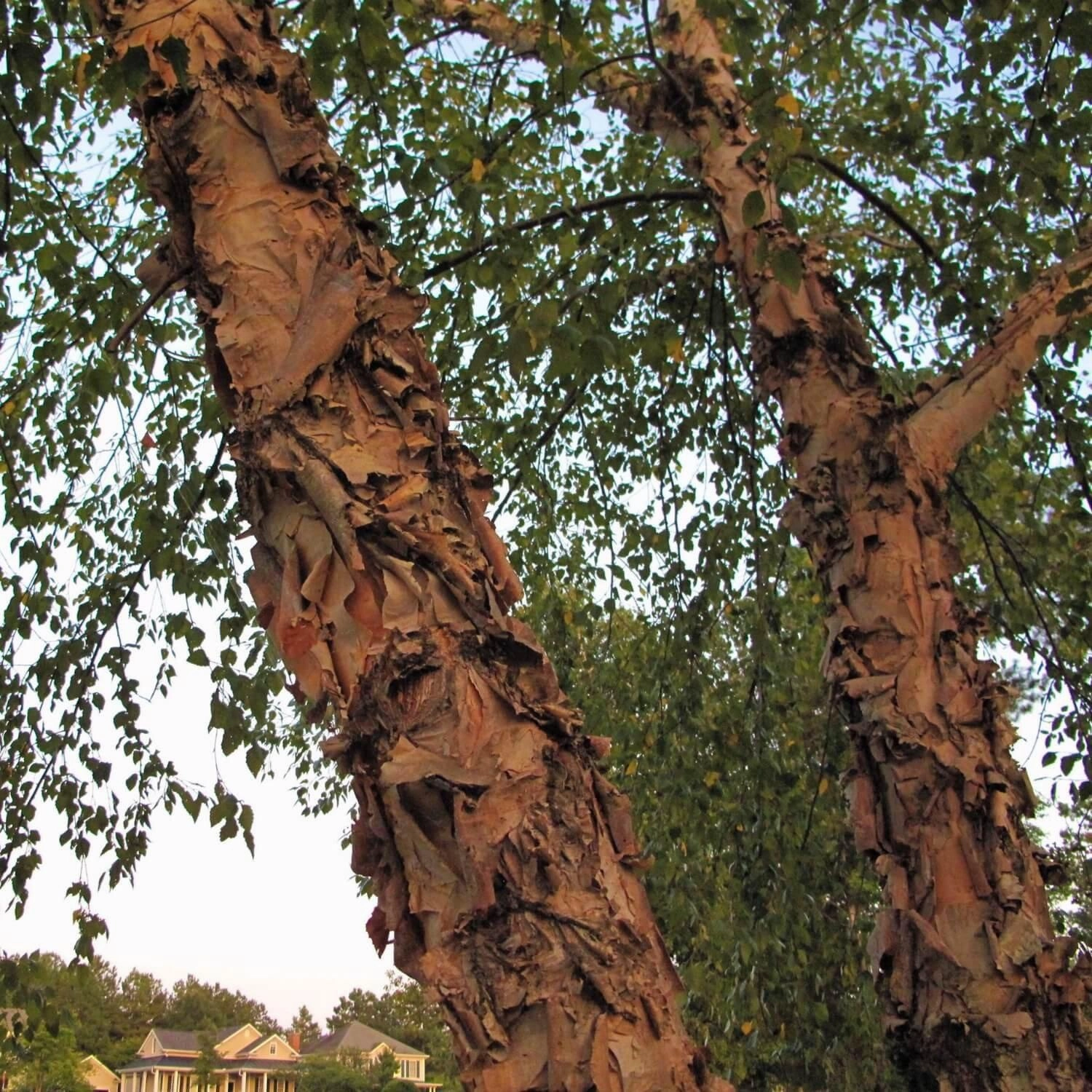 River Birch